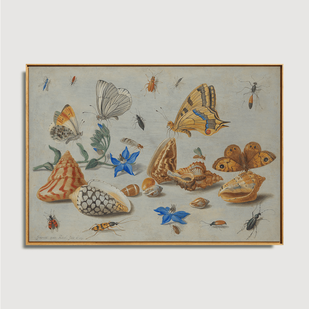 Jan van Kessel - Étude des insectes, des fleurs et des coquillages