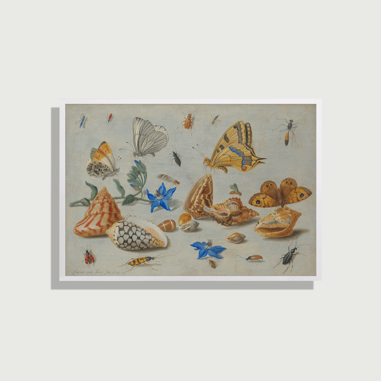 Jan van Kessel – Studium von Insekten, Blumen und Muscheln
