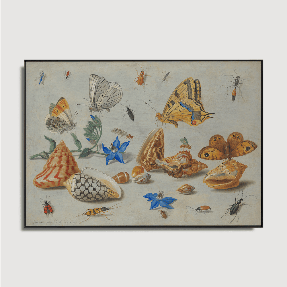Jan van Kessel - Étude des insectes, des fleurs et des coquillages