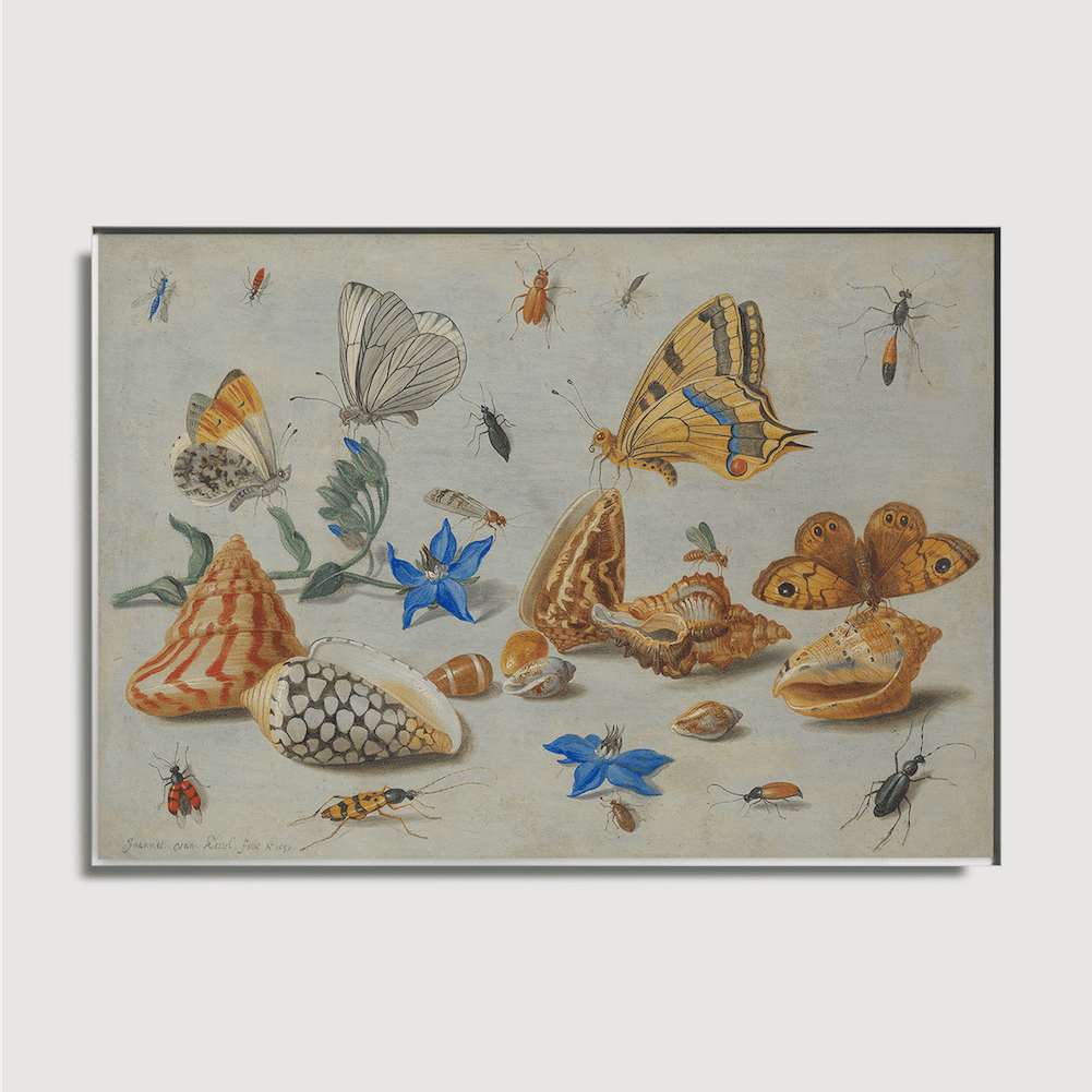 Jan van Kessel - Étude des insectes, des fleurs et des coquillages