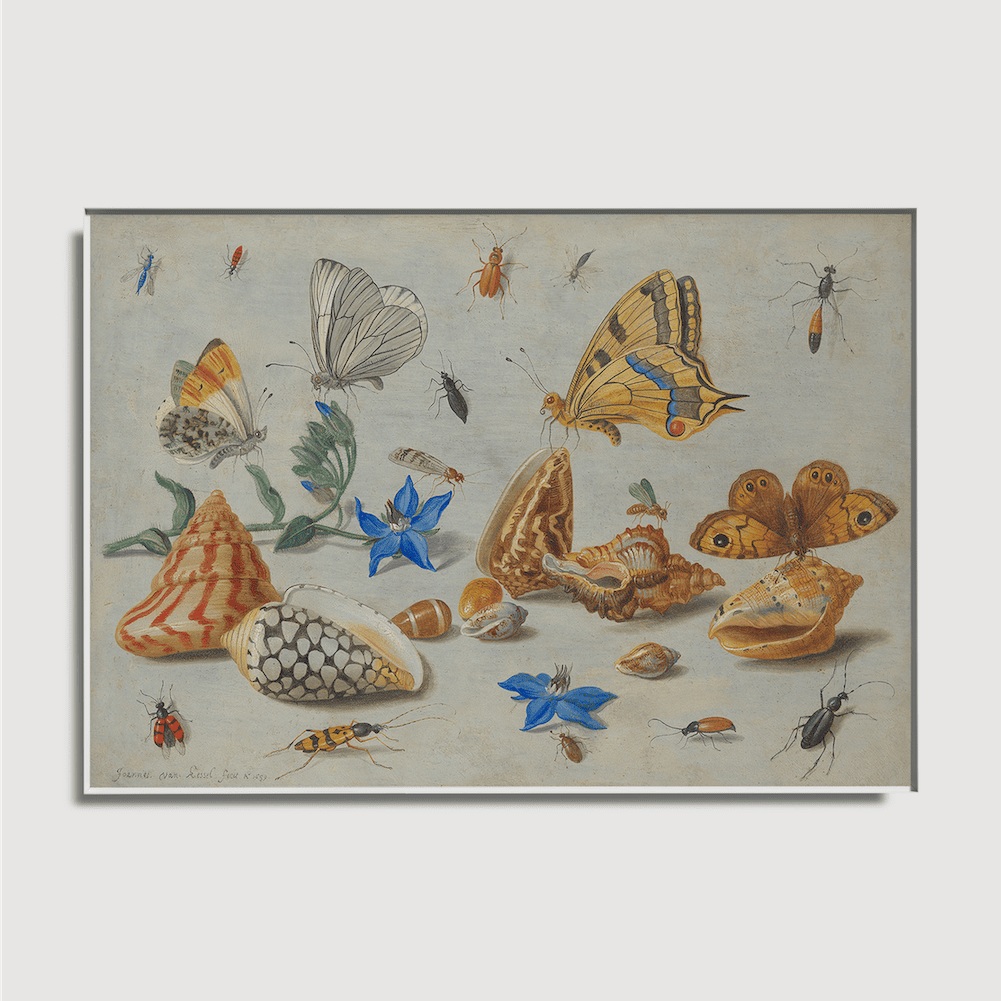 Jan van Kessel - Étude des insectes, des fleurs et des coquillages