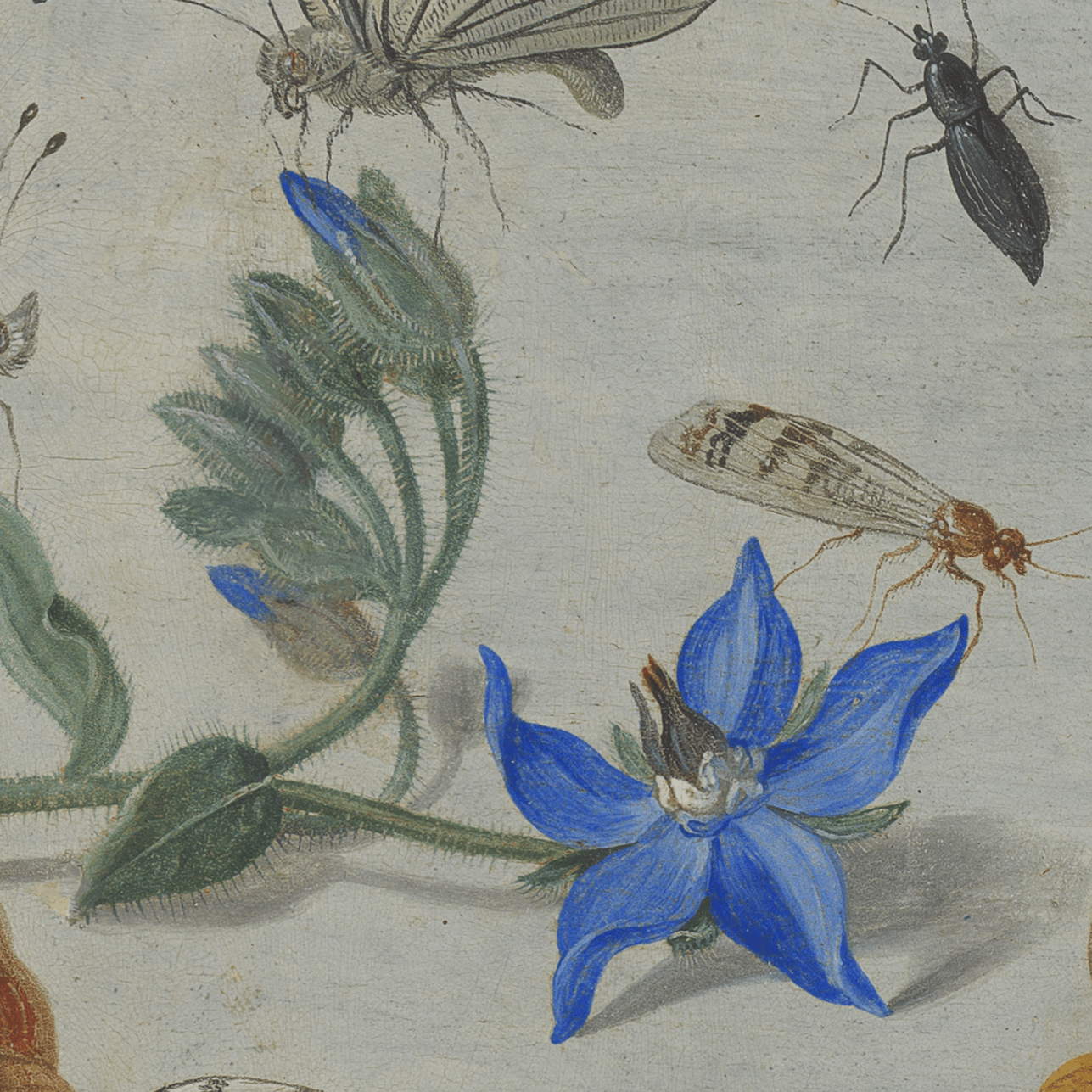 Jan van Kessel – Studium von Insekten, Blumen und Muscheln