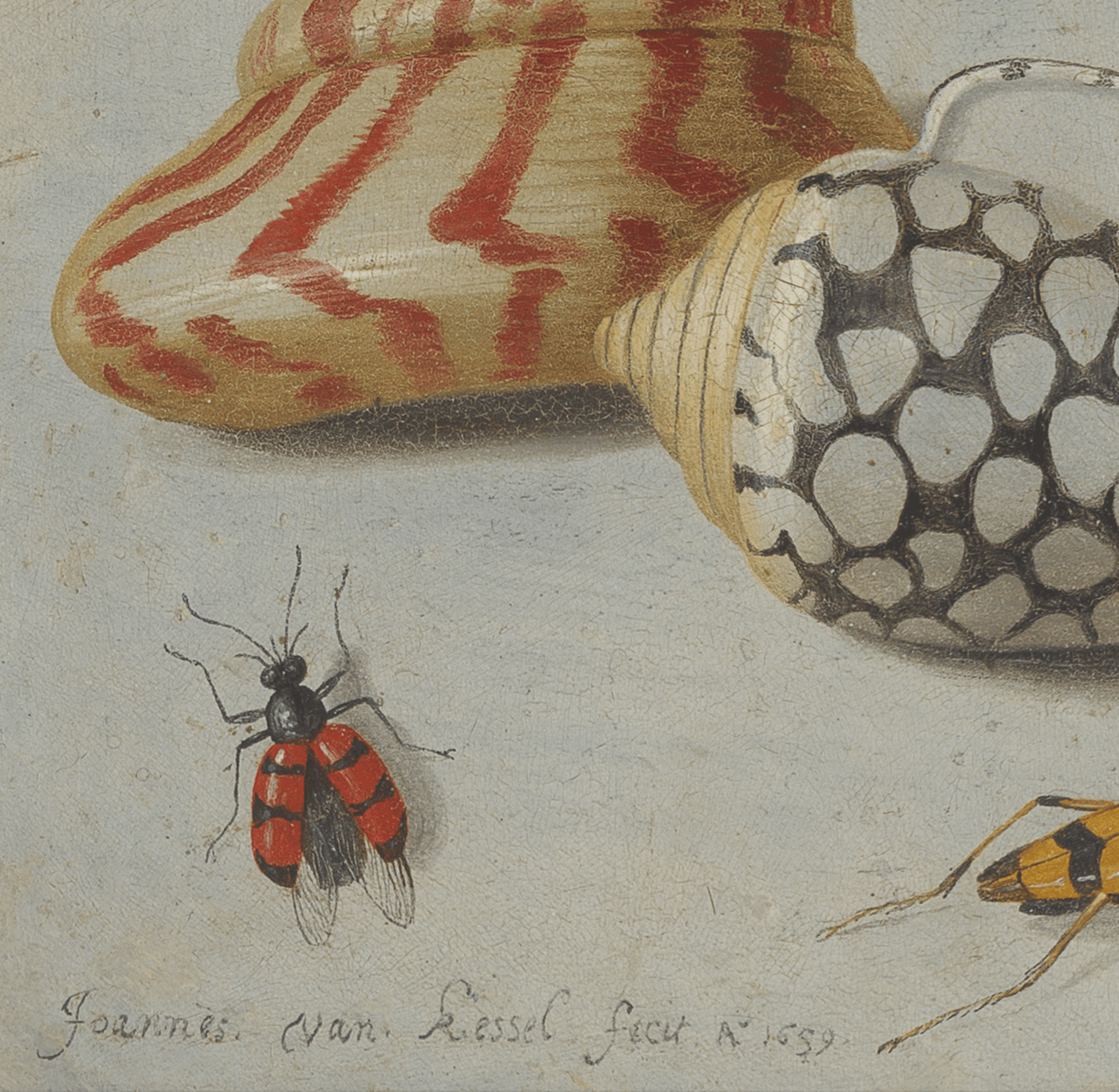Jan van Kessel – Studium von Insekten, Blumen und Muscheln
